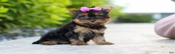 Yorkshire Terrier dogs for sale: Lola - Ad 7