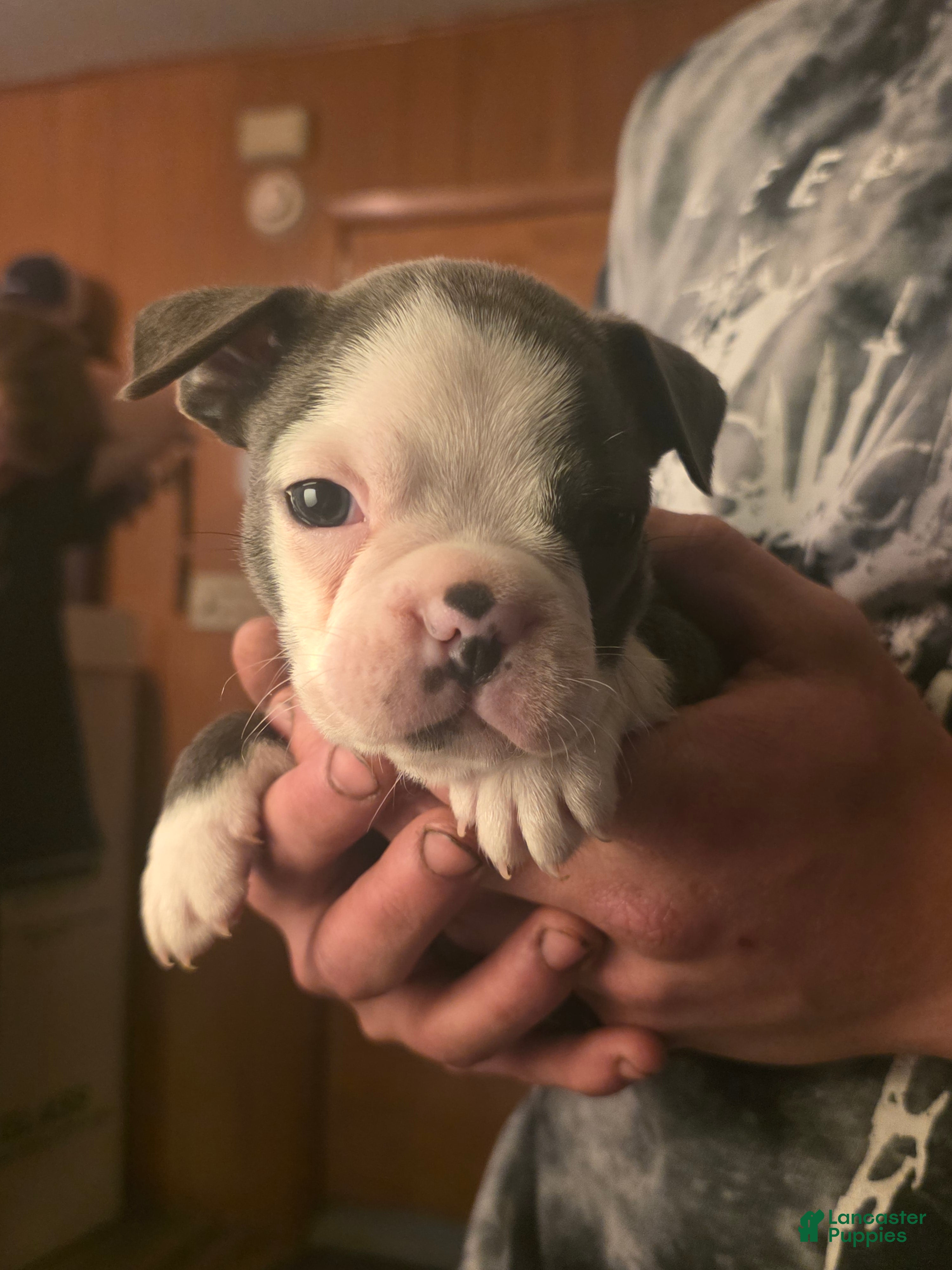 Frenchton dogs Yellow - Ad 1