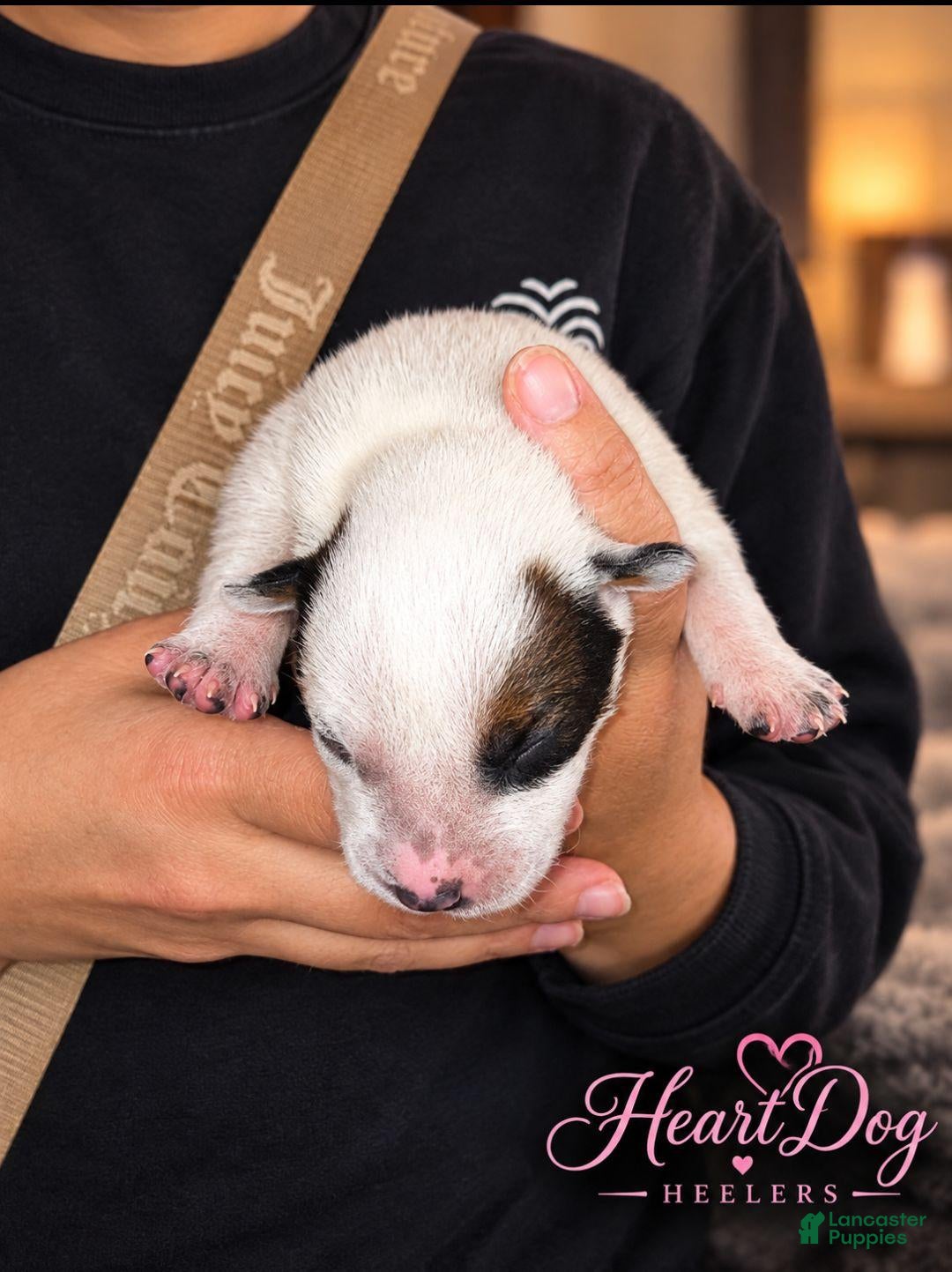 Australian Cattle Dog dogs for sale: Firefly  - Ad 33