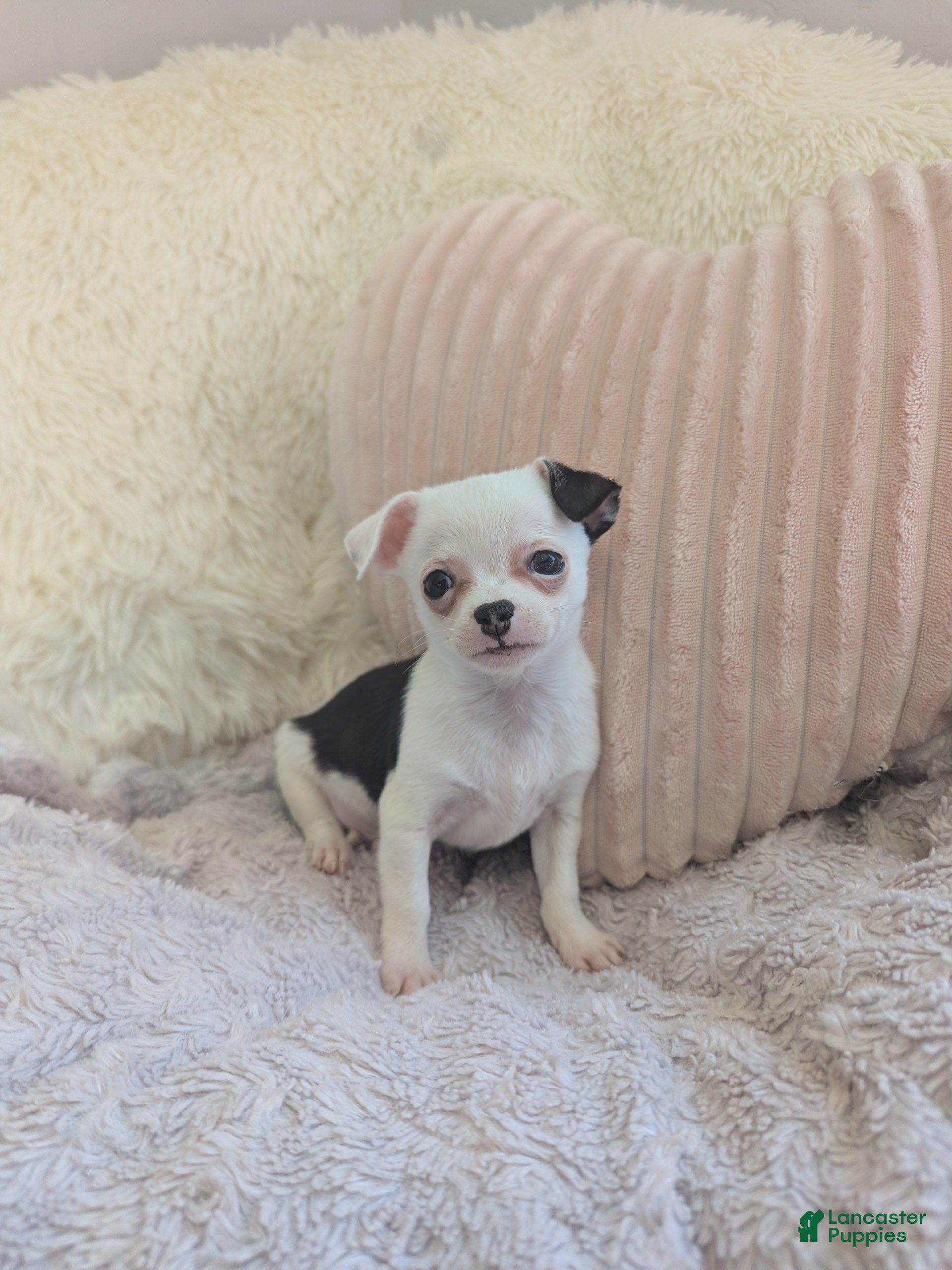 Chihuahua dogs for sale: Panda - Ad 2