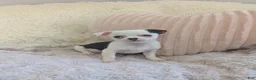 Chihuahua dogs for sale: Panda - Ad 2