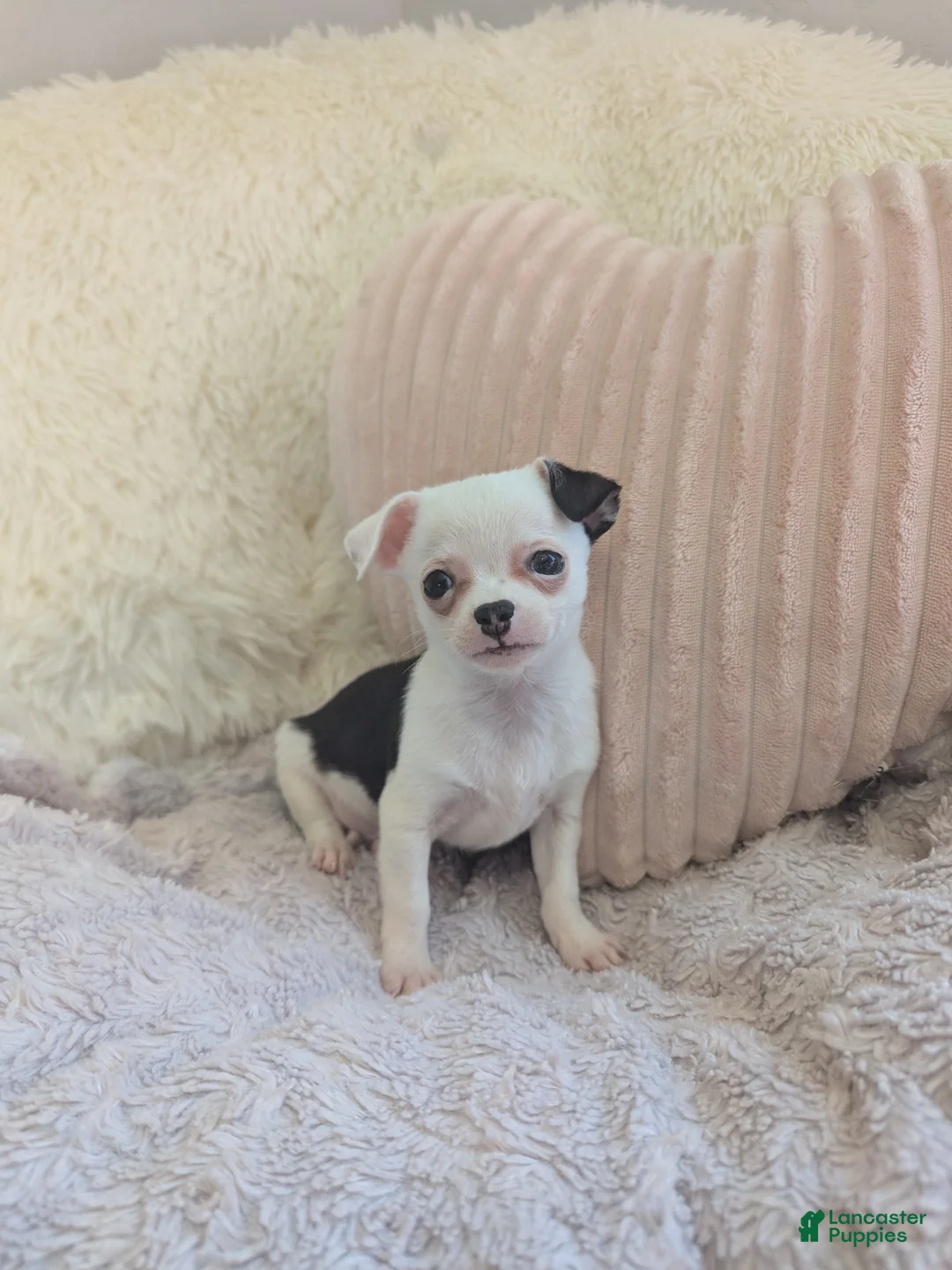 Chihuahua dogs for sale: Panda - Ad 2
