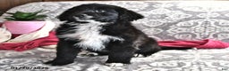 Portuguese Water Dog dogs for sale: Dimples - Ad 4