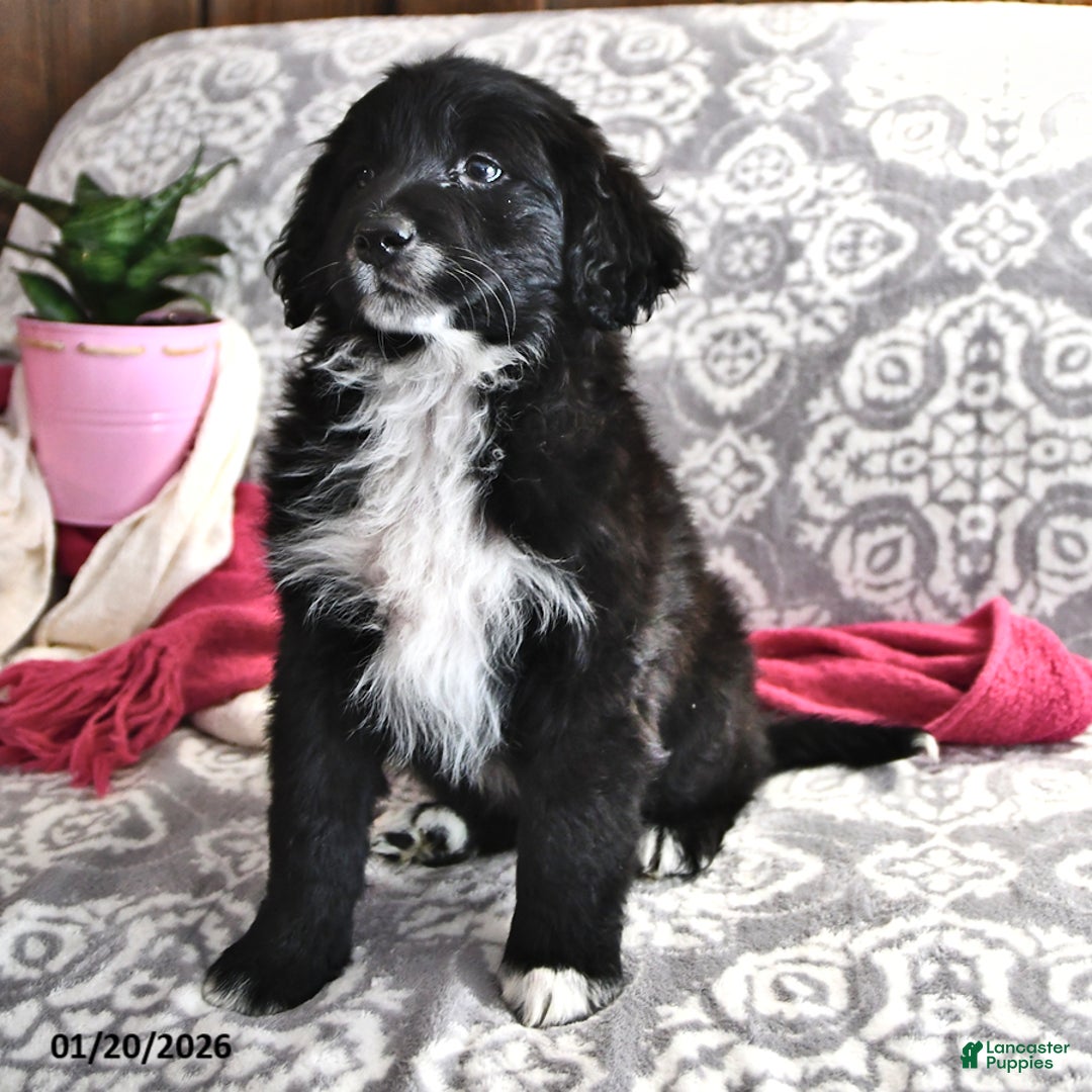Portuguese Water Dog dogs for sale: Dimples - Ad 4