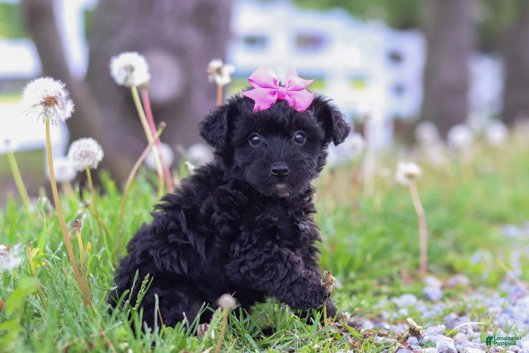 Yorkiepoo dogs for sale: Torie - Ad 2