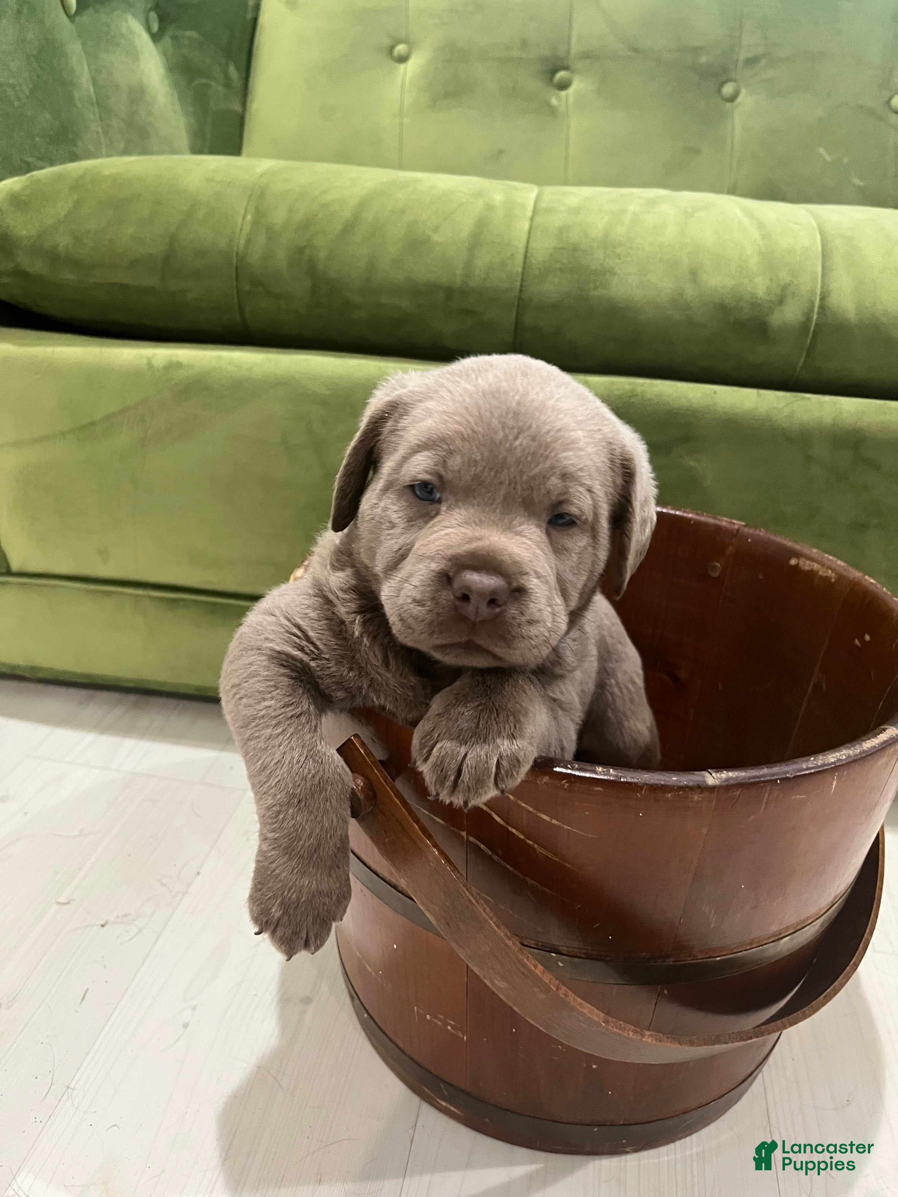 Labrador Retriever dogs Dixie - Ad 37