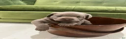 Labrador Retriever dogs for sale: Dixie - Ad 1