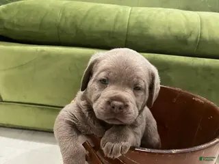 Labrador Retriever dogs Dixie - Ad 37