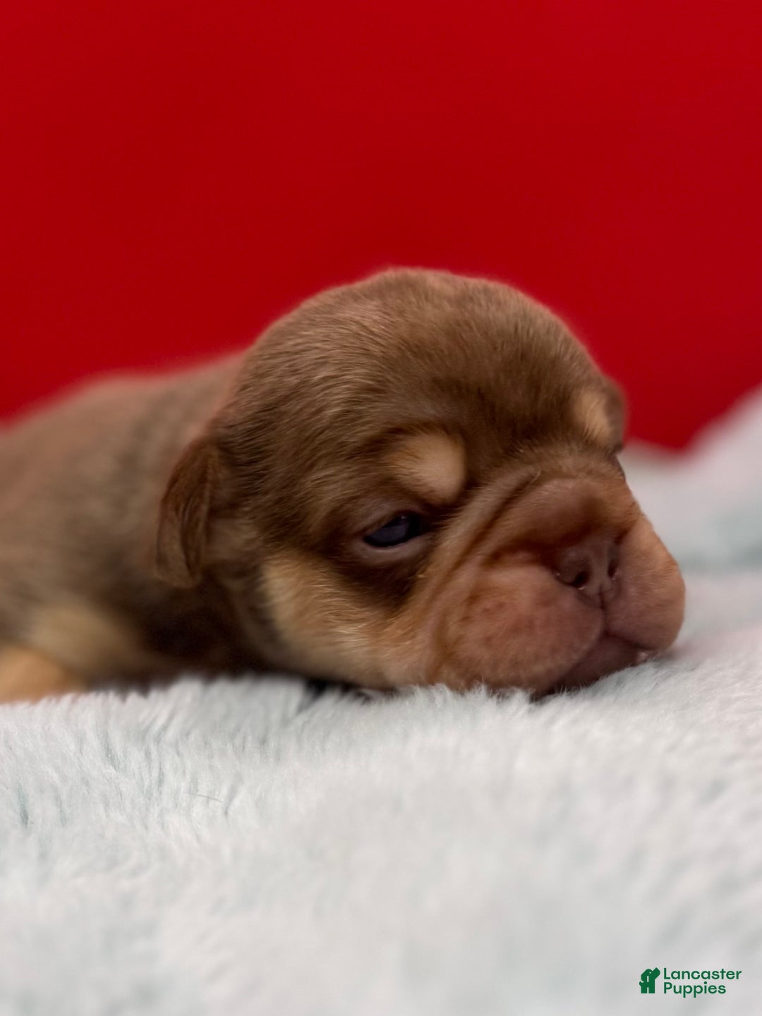 French Bulldog dogs for sale: French Bulldog Puppy 2 - Ad 5