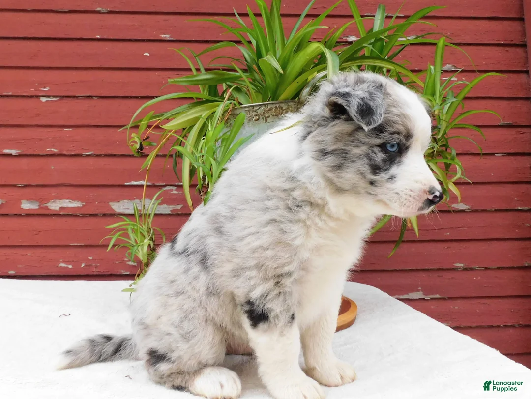 Border Collie dogs for sale: Tanner - Ad 6