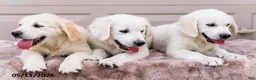 Golden Retriever dogs for sale: Miles - Ad 15