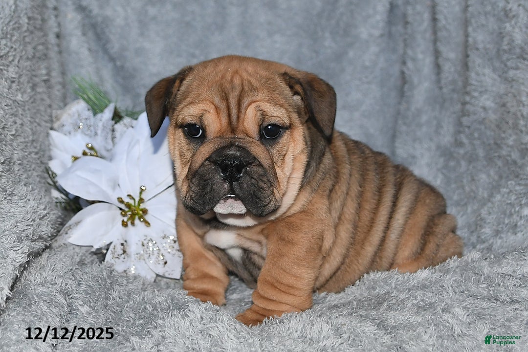 English Bulldog dogs for sale: Selena - Ad 5