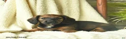 Miniature Dachshund dogs for sale: Kimber  - Ad 4