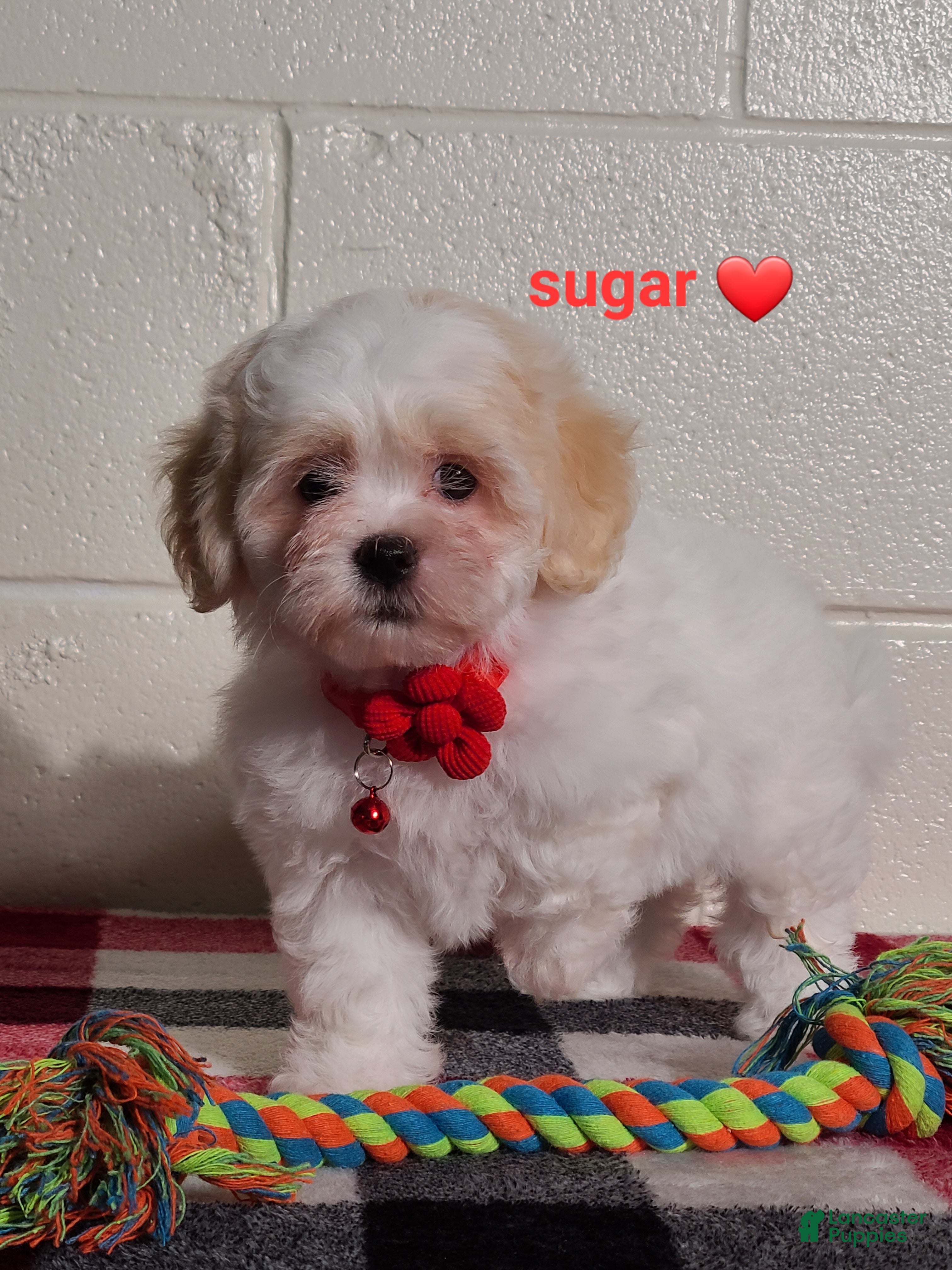 Teddy Bear dogs for sale: Sugar  - Ad 2