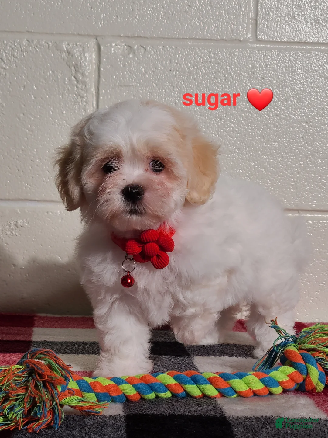 Teddy Bear dogs for sale: Sugar  - Ad 2