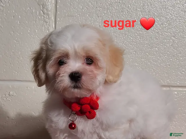 Teddy Bear dogs for sale: Sugar - Ad 2