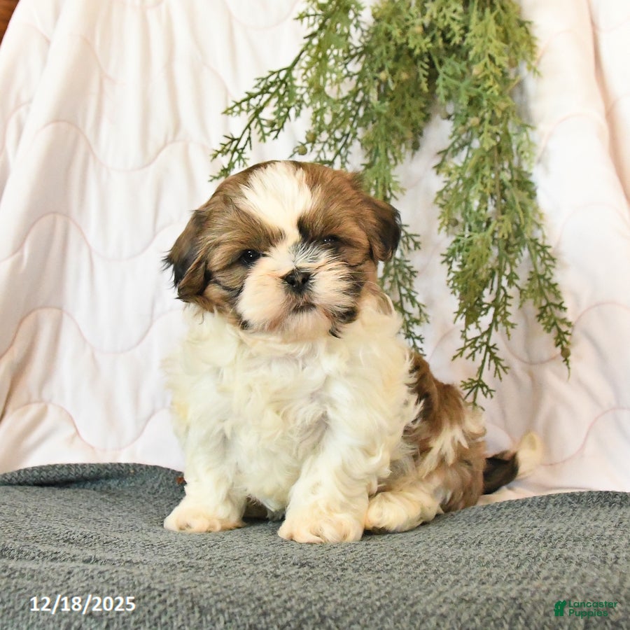 Shih Tzu dogs Champ  - Ad 3