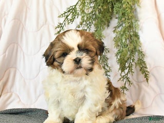 Shih Tzu dogs Champ - Ad 22