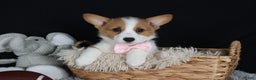 Welsh Corgi Pembroke dogs for sale: Honey - Ad 3