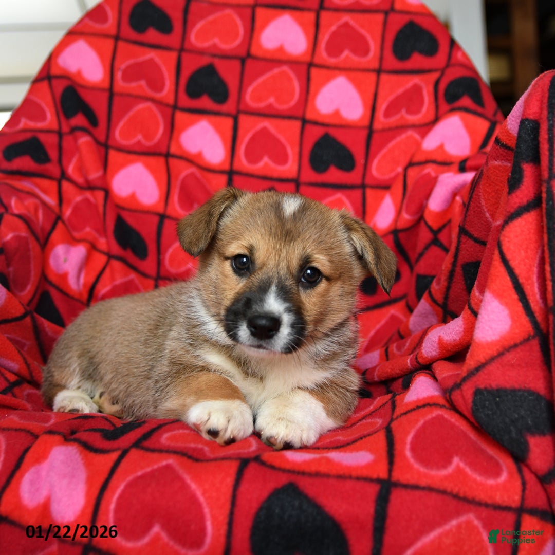 Welsh Corgi Pembroke dogs for sale: Sprinkles - Ad 5