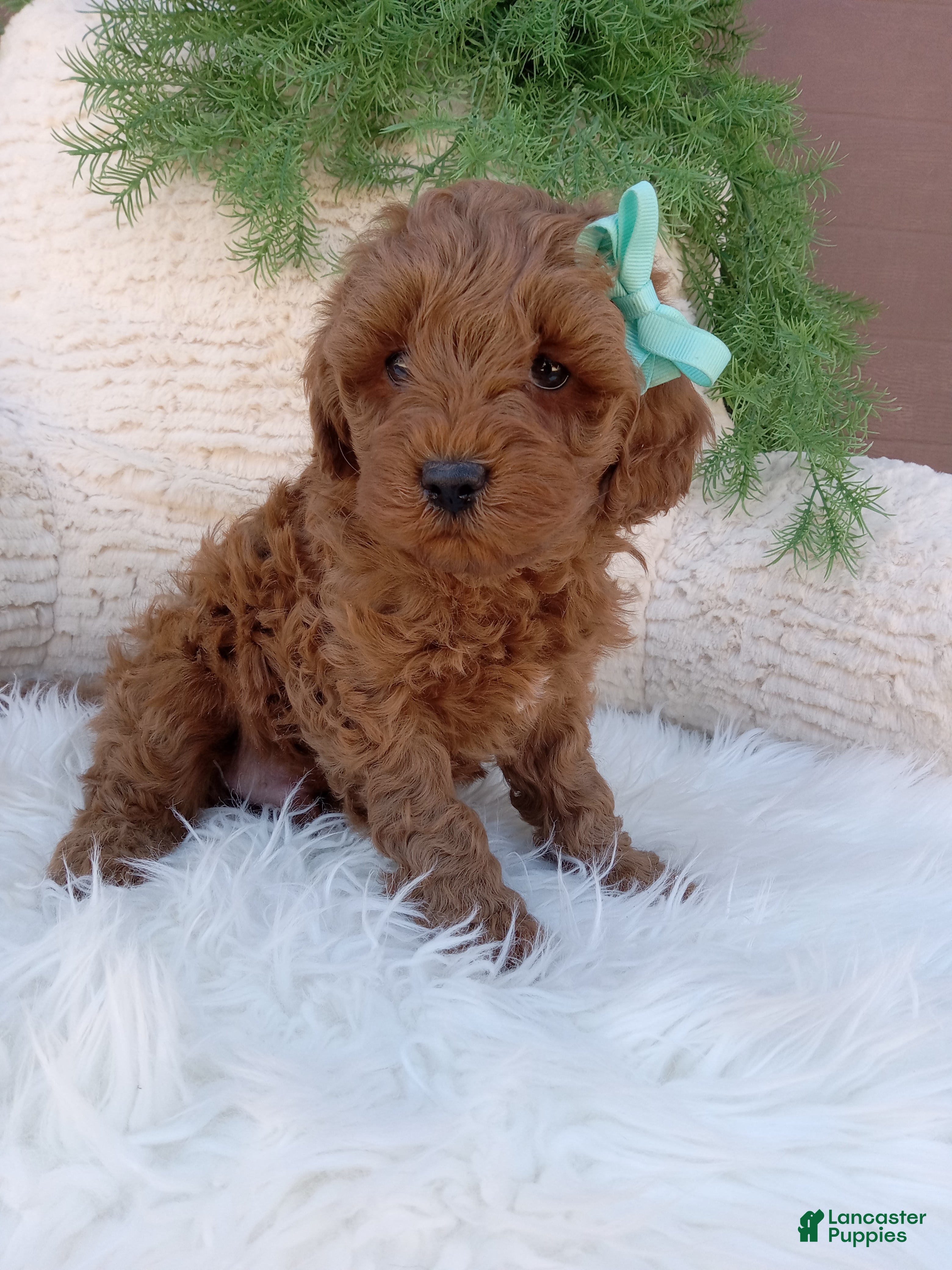 Mini Goldendoodle dogs Teddy - Ad 1