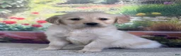 Golden Retriever dogs for sale:  Paul - Ad 3