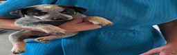 Australian Cattle Dog dogs for sale: Stella  - Ad 11