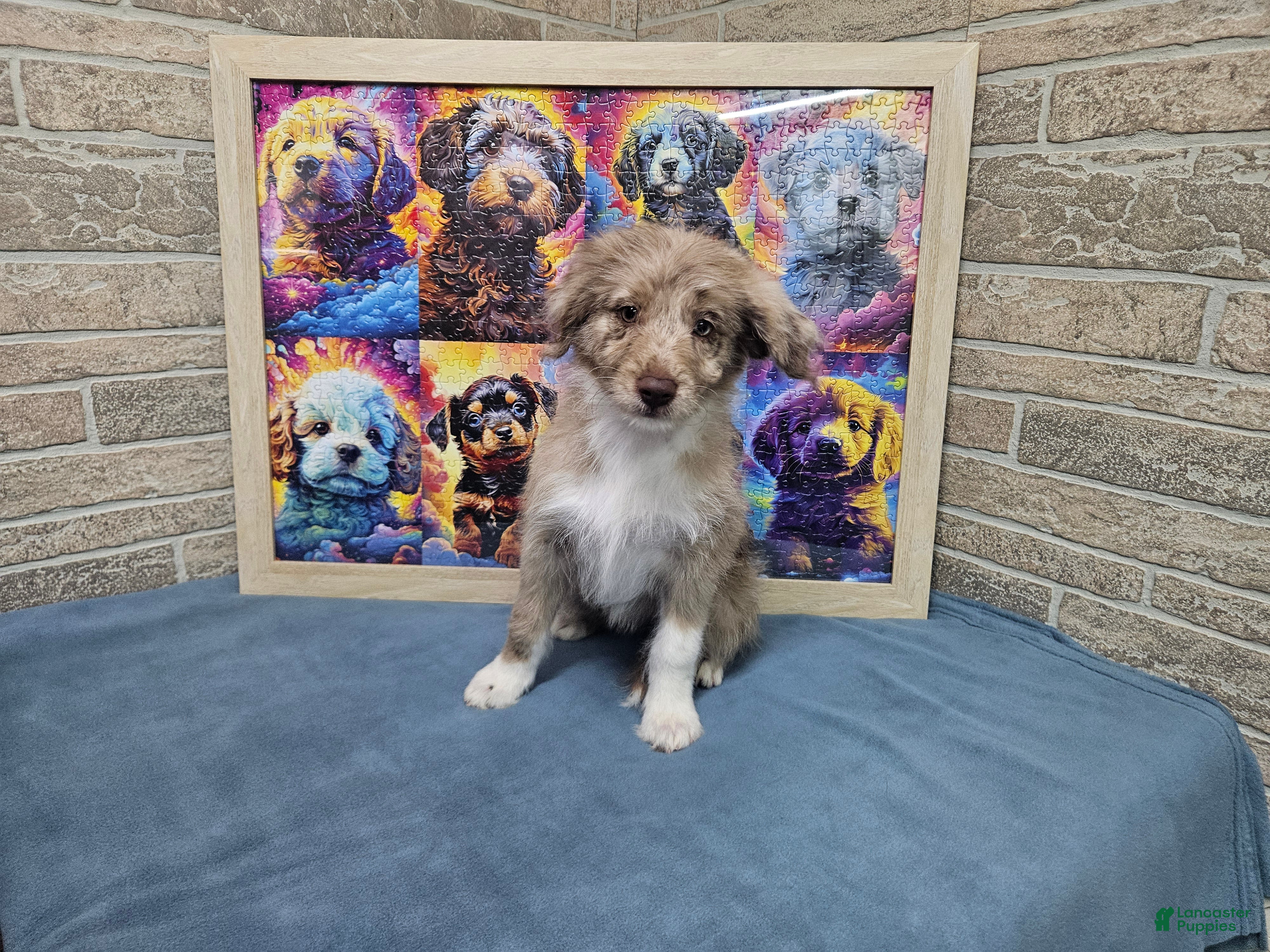 Mini Aussiedoodle dogs F1 Strawberry - Ad 9
