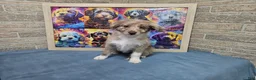 Mini Aussiedoodle dogs for sale: F1 Strawberry - Ad 2