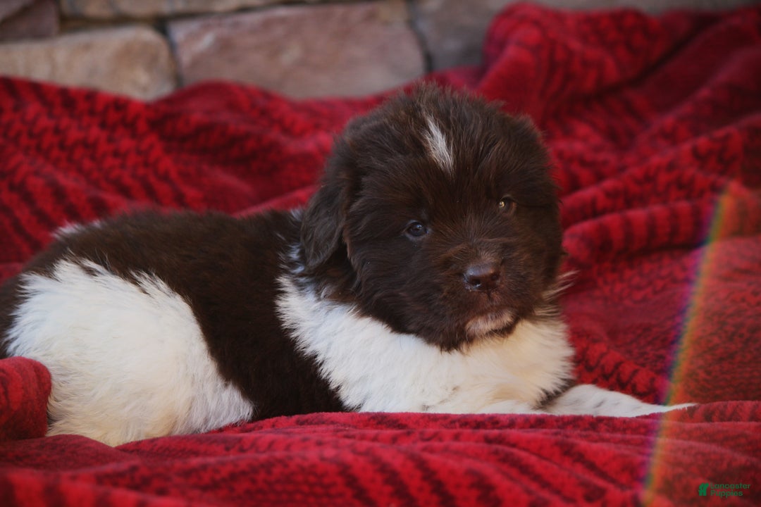 Newfoundland dogs for sale: Phoenix - Ad 1