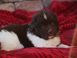 Newfoundland dogs Phoenix - Ad 17