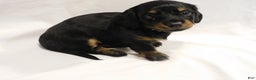 Miniature Dachshund dogs for sale: LMA's ChampionDoxie Snoop Dogg - Ad 22