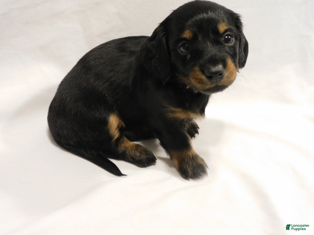 Miniature Dachshund dogs for sale: LMA's ChampionDoxie Snoop Dogg - Ad 22