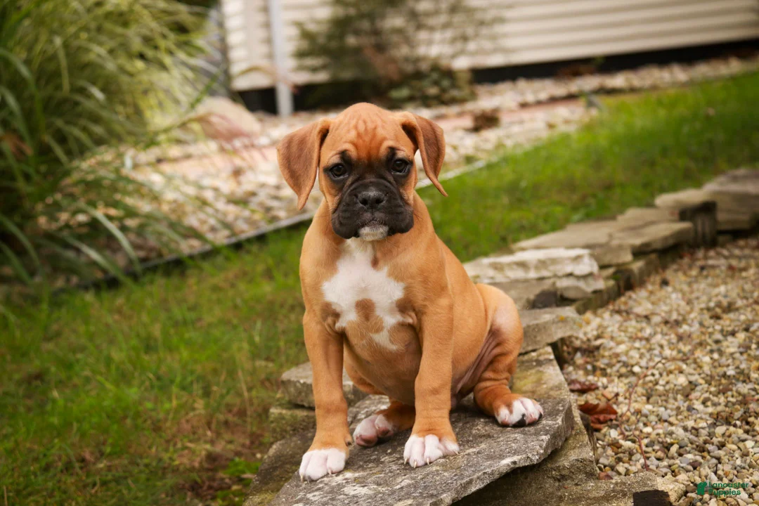 Boxer dogs for sale: Baily - Ad 2