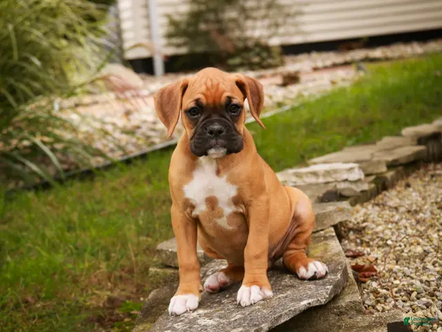 Boxer dogs Baily - Ad 2