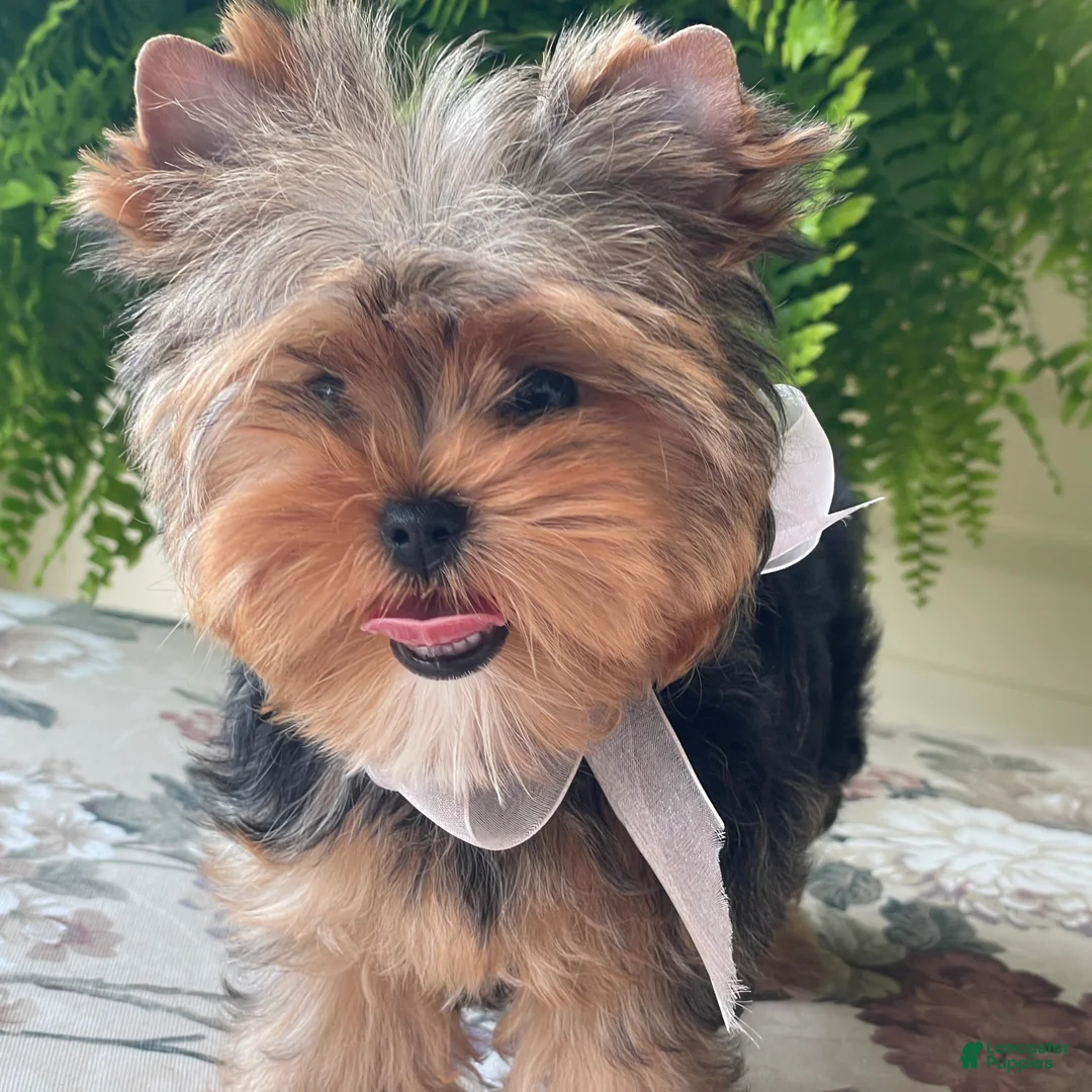 Biewer Terrier dogs for sale: Izzy - Ad 2