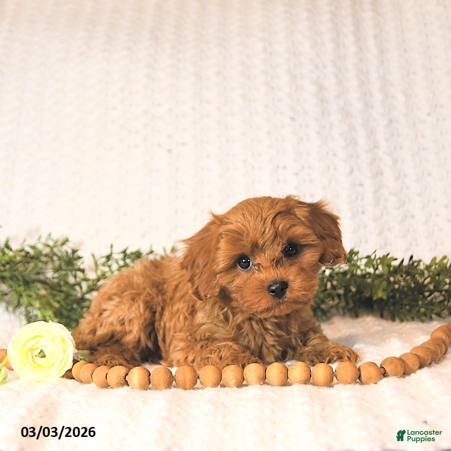 Cavapoo dogs Baxter EXTRA SMALL - Ad 2
