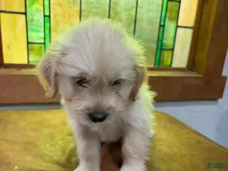 Mixed Breed dogs Mixed Breed Puppy 5 - Ad 16