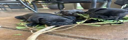 Frug dogs for sale: Frug 2 - Ad 1