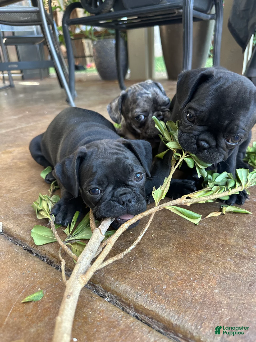 Frug dogs for sale: Frug 2 - Ad 1