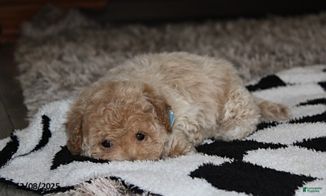 Bichpoo dogs for sale: Skylar - Ad 7