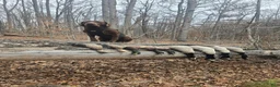 Labrador Retriever dogs for sale: Labrador Retriever 3 - Ad 3