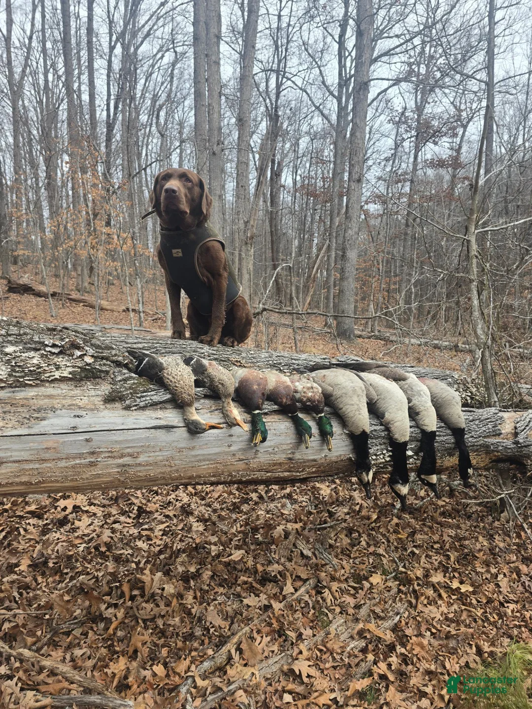 Labrador Retriever dogs for sale: Labrador Retriever 3 - Ad 3
