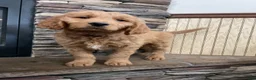 Goldendoodle dogs for sale: Clark - Ad 4