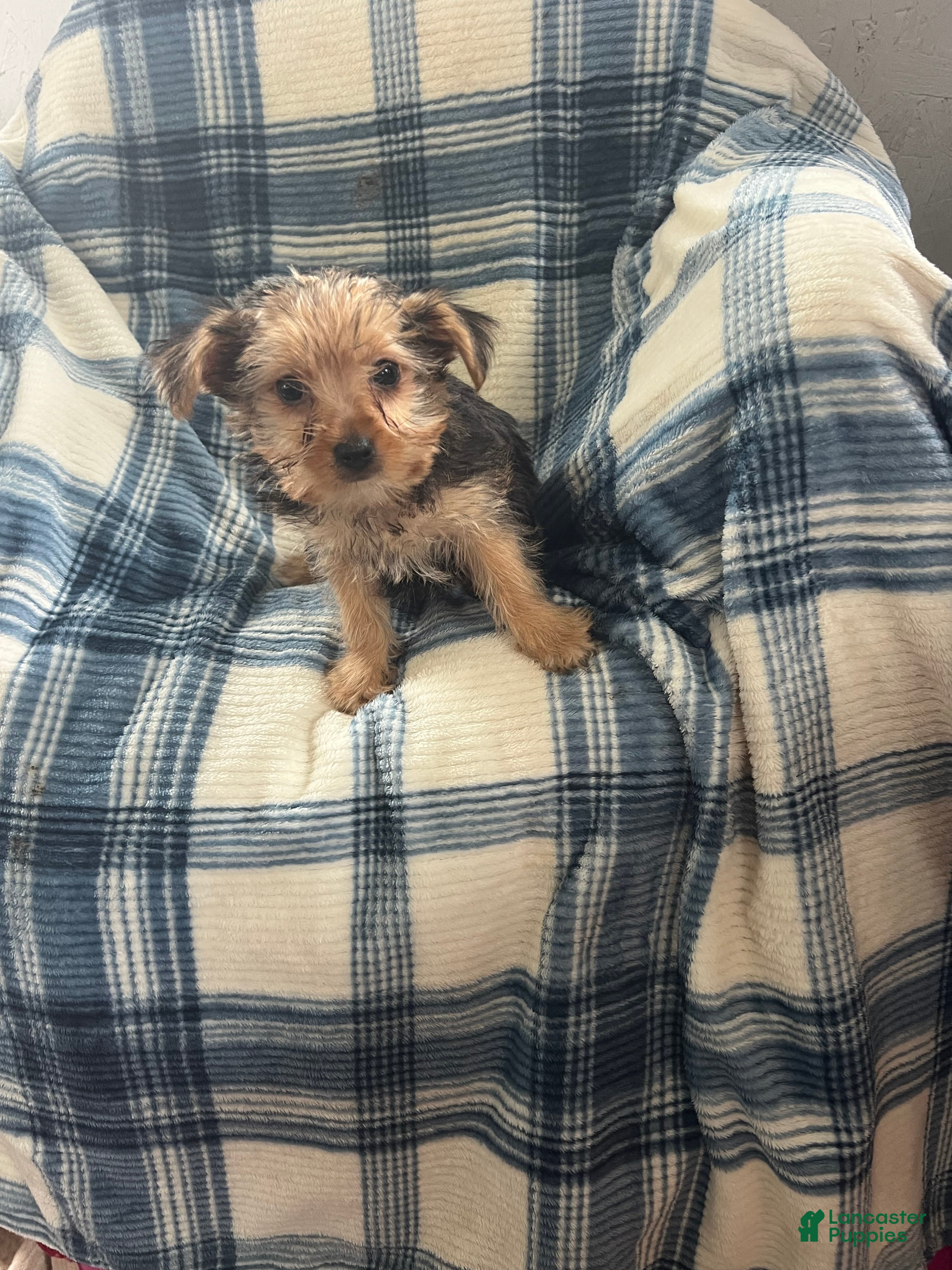 Yorkshire Terrier dogs Danny Boy - Ad 2