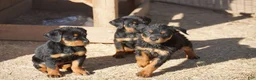 Rottweiler dogs for sale: Rottweiler F2 - Ad 24