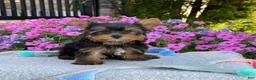 Yorkshire Terrier dogs for sale: Ira - Ad 8