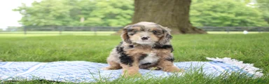 Mini Goldendoodle Puppy 7