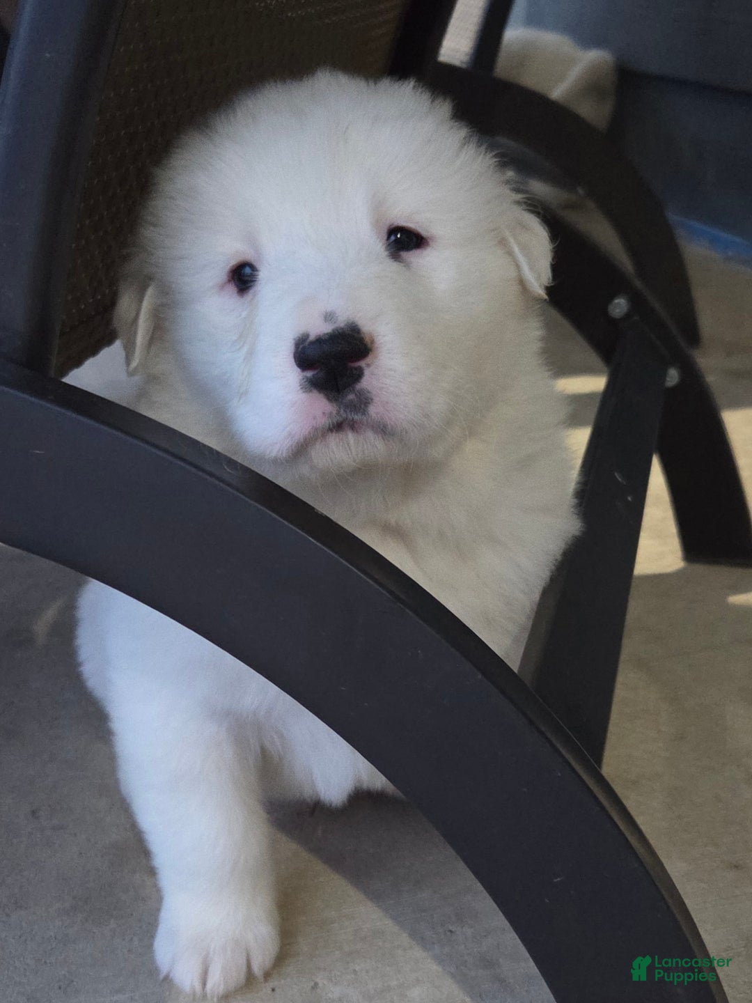 Great Pyrenees dogs for sale: Casper - Ad 9