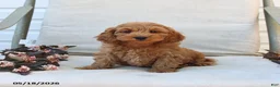 Cockapoo dogs for sale: Jaden - Ad 10